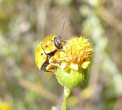 Cryptocephalus decemnotatus