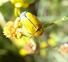 Cryptocephalus decemnotatus