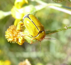 Cryptocephalus decemnotatus