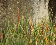 Typha capensis