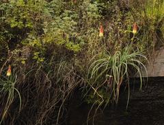 Kniphofia caulescens