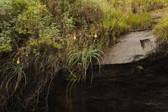 Kniphofia caulescens