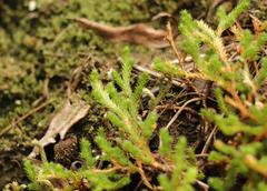 Selaginella caffrorum