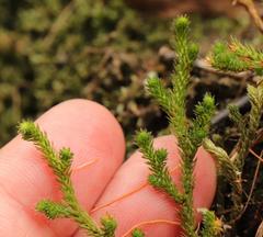 Selaginella caffrorum