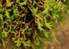 Selaginella caffrorum