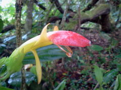 Columnea lepidocaula
