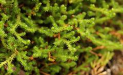Selaginella caffrorum