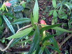 Columnea lepidocaula