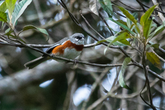 Castanozoster thoracicus