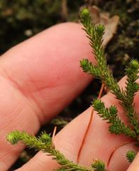Selaginella caffrorum