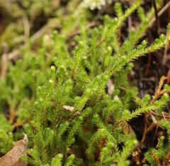 Selaginella caffrorum