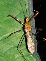 Ricolla quadrispinosa