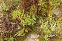 Cheilanthes quadripinnata