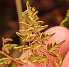Cheilanthes quadripinnata
