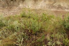 Cheilanthes eckloniana