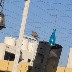 Streptopelia decaocto