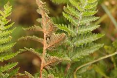 Cheilanthes eckloniana