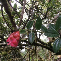 Cavendishia adenophora