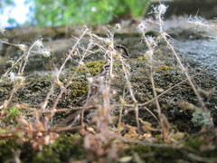 Saxifraga tridactylites