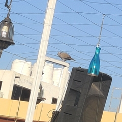 Streptopelia decaocto