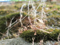 Saxifraga tridactylites