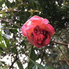 Cavendishia adenophora
