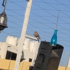 Streptopelia decaocto