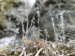 Saxifraga tridactylites
