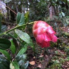 Cavendishia adenophora