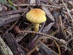 Pholiota lucifera