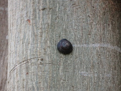 Caracolus