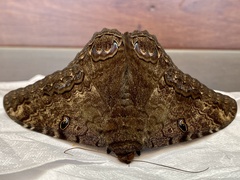 Ascalapha odorata
