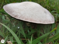 Agaricus arvensis