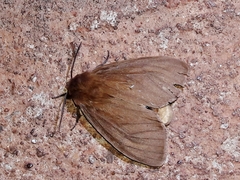 Paracles phaeocera