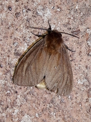 Paracles phaeocera