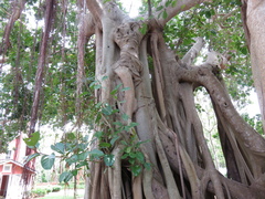 Caracolus