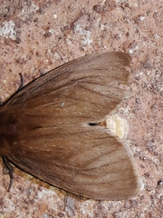 Paracles phaeocera