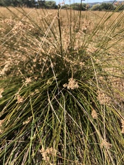 Juncus edgariae