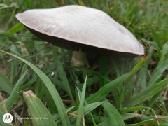 Agaricus arvensis