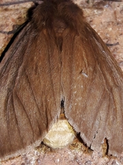 Paracles phaeocera