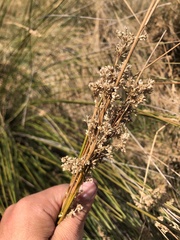 Juncus edgariae