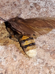 Paracles phaeocera