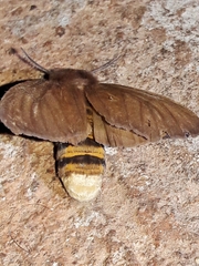 Paracles phaeocera