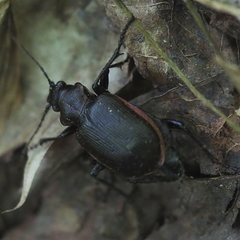 Calosoma inquisitor