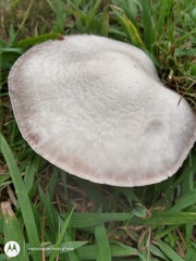 Agaricus arvensis