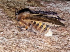 Paracles phaeocera