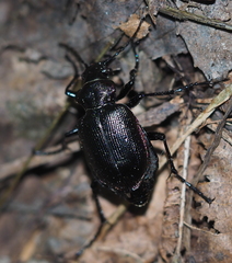 Calosoma inquisitor