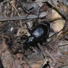 Closterotomus biclavatus