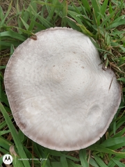 Agaricus arvensis