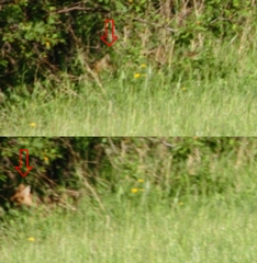 Canis latrans